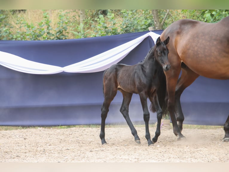 Niemiecki koń sportowy Klacz Źrebak (06/2026) Skarogniada in Niederstetten