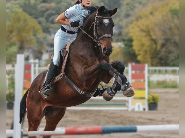 Niemiecki koń sportowy Ogier 10 lat 165 cm Gniada in Belgrade