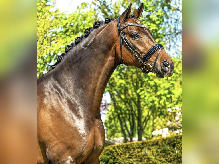 Niemiecki koń sportowy Ogier 12 lat 166 cm in Veghel