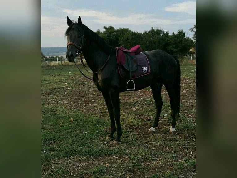 Niemiecki koń sportowy Ogier 15 lat 165 cm Kara in Neustadt an der Orla