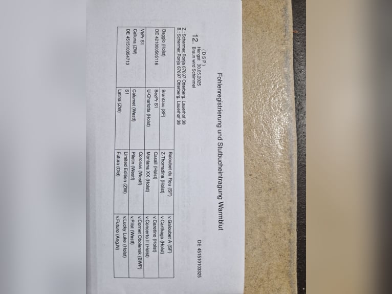 Niemiecki koń sportowy Ogier 1 Rok 165 cm Siwa in Otterberg