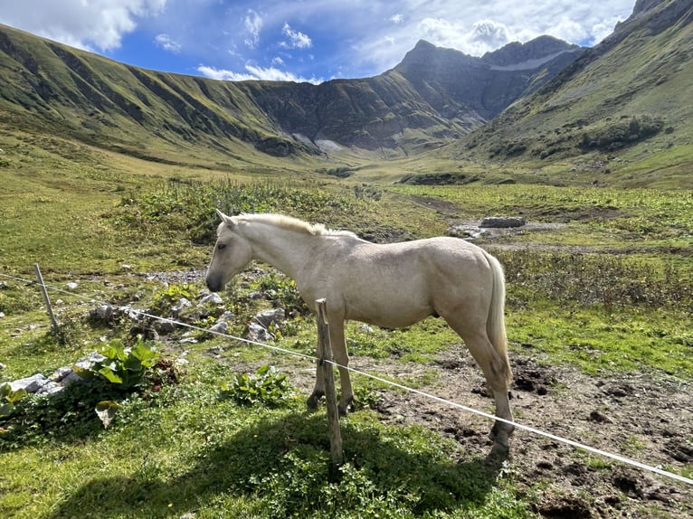 Niemiecki koń sportowy Ogier 1 Rok 170 cm Izabelowata in Wei&#xDF;enhornWei&#xDF;enhorn