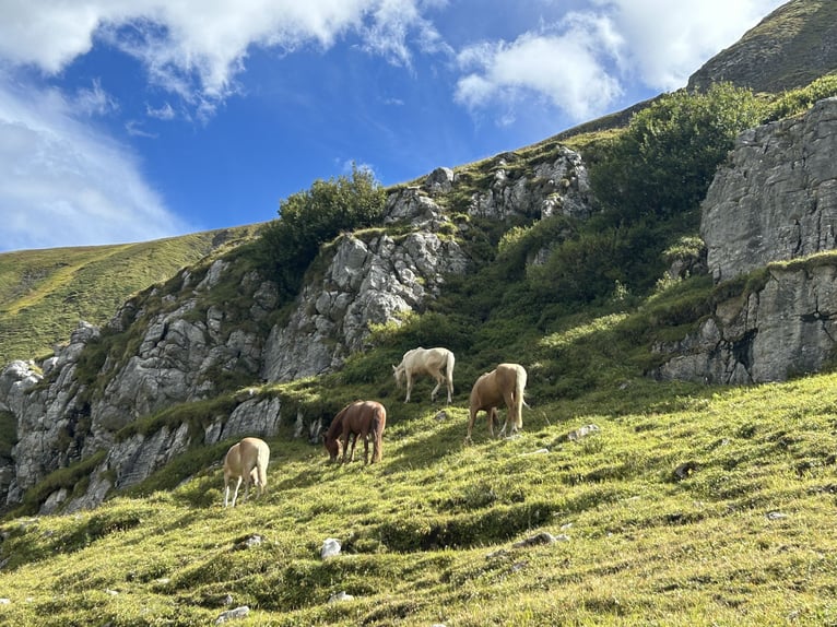 Niemiecki koń sportowy Ogier 1 Rok 170 cm Izabelowata in Wei&#xDF;enhornWei&#xDF;enhorn