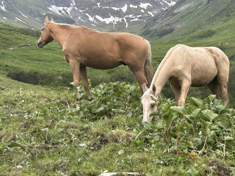 Niemiecki koń sportowy Ogier 1 Rok 170 cm Izabelowata in Wei&#xDF;enhornWei&#xDF;enhorn