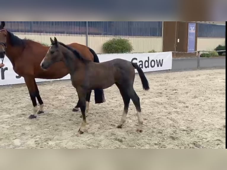 Niemiecki koń sportowy Ogier 1 Rok 170 cm Siwa in Gadow