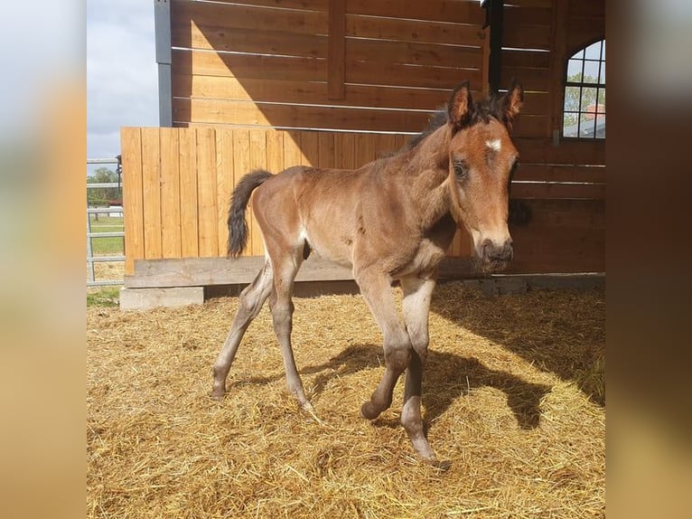 Niemiecki koń sportowy Ogier 1 Rok 172 cm Gniada in Burgstall