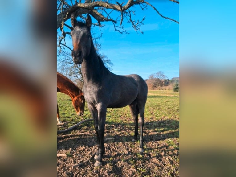 Niemiecki koń sportowy Ogier 1 Rok 172 cm Siwa in Annaburg