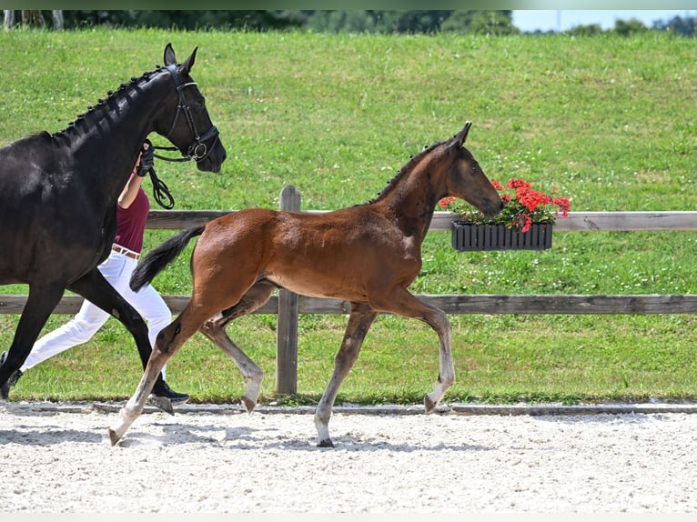 Niemiecki koń sportowy Ogier 1 Rok 175 cm Ciemnogniada in Egglham
