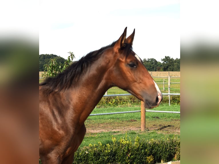 Niemiecki koń sportowy Ogier 1 Rok Gniada in Grabow