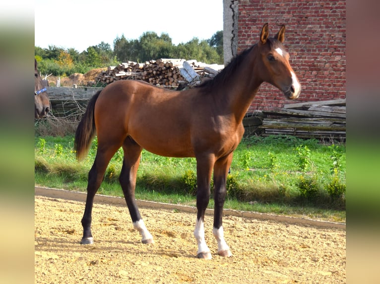 Niemiecki koń sportowy Ogier 1 Rok Gniada in Oberkrämer