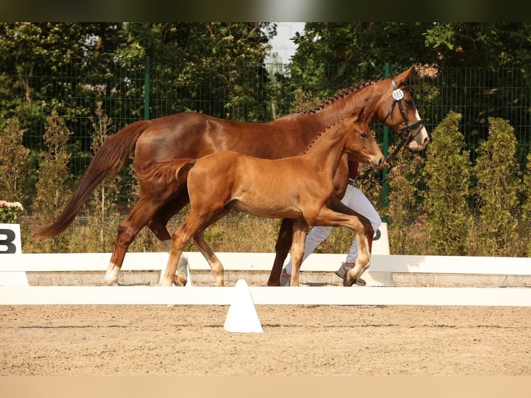 Niemiecki koń sportowy Ogier 1 Rok Kasztanowata in Potsdam