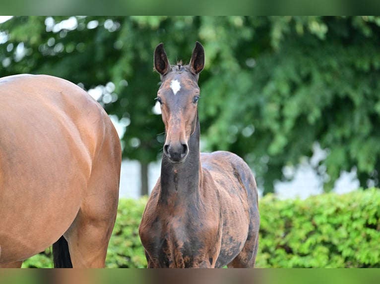 Niemiecki koń sportowy Ogier 1 Rok Może być siwy in Jerichow