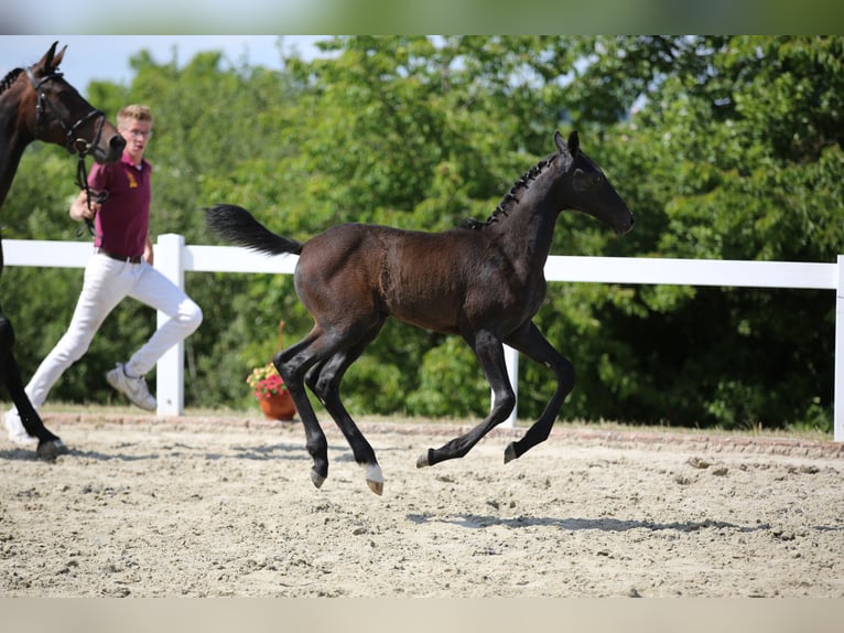Niemiecki koń sportowy Ogier 1 Rok Siwa in Mertendorf