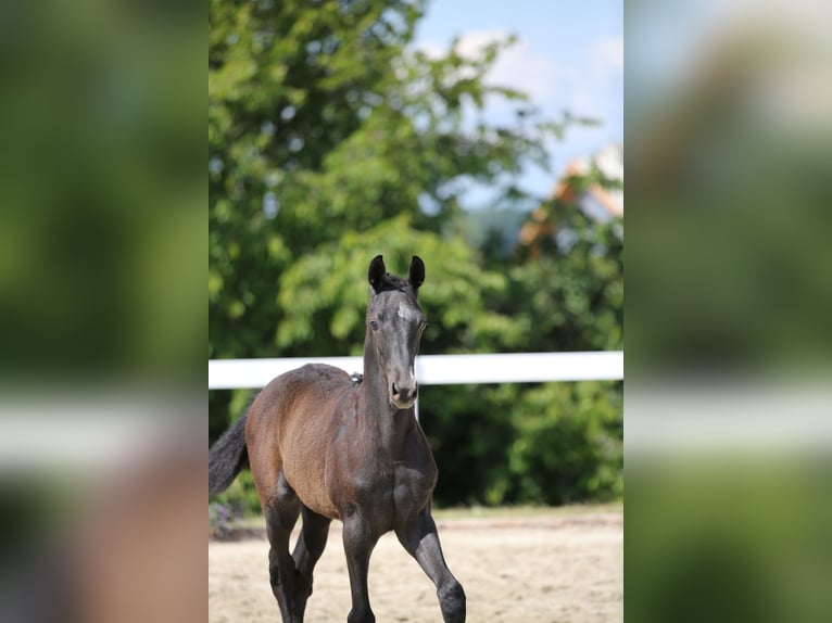 Niemiecki koń sportowy Ogier 1 Rok Siwa in Mertendorf