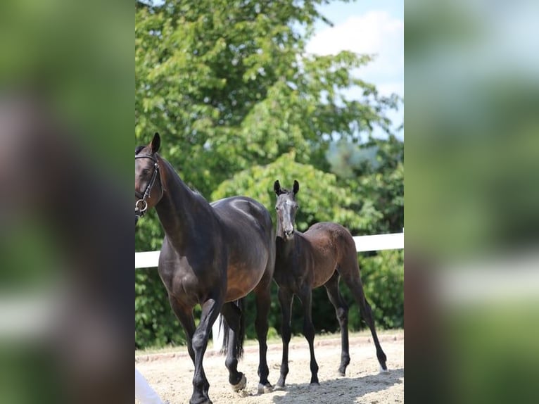 Niemiecki koń sportowy Ogier 1 Rok Siwa in Neustadt/Dosse