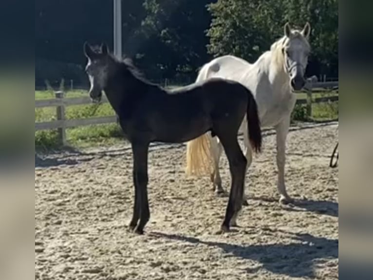 Niemiecki koń sportowy Ogier 1 Rok Siwa in Bad König
