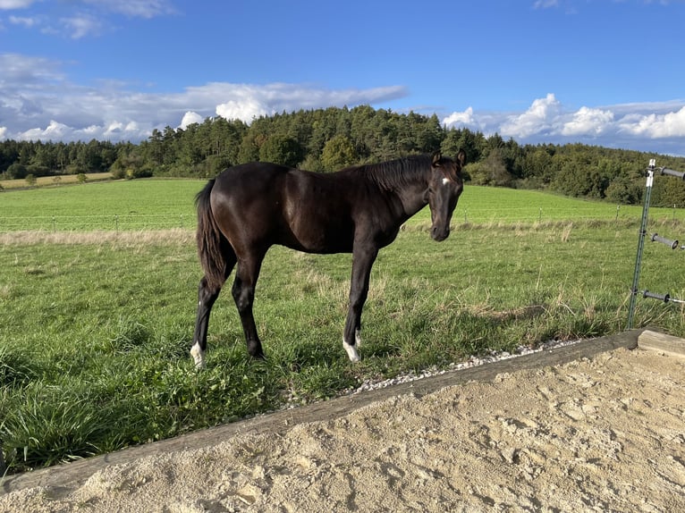 Niemiecki koń sportowy Ogier 1 Rok Skarogniada in Wettringen