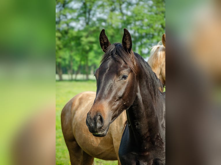 Niemiecki koń sportowy Ogier 2 lat 163 cm Ciemnogniada in Rohrlack