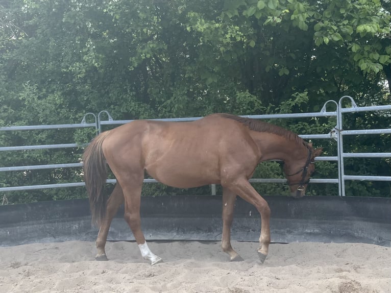 Niemiecki koń sportowy Ogier 2 lat 164 cm Ciemnokasztanowata in Kleinneudorf
