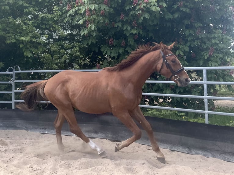 Niemiecki koń sportowy Ogier 2 lat 164 cm Ciemnokasztanowata in Kleinneudorf
