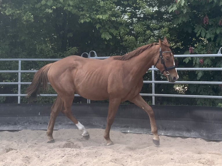Niemiecki koń sportowy Ogier 2 lat 164 cm Ciemnokasztanowata in Kleinneudorf