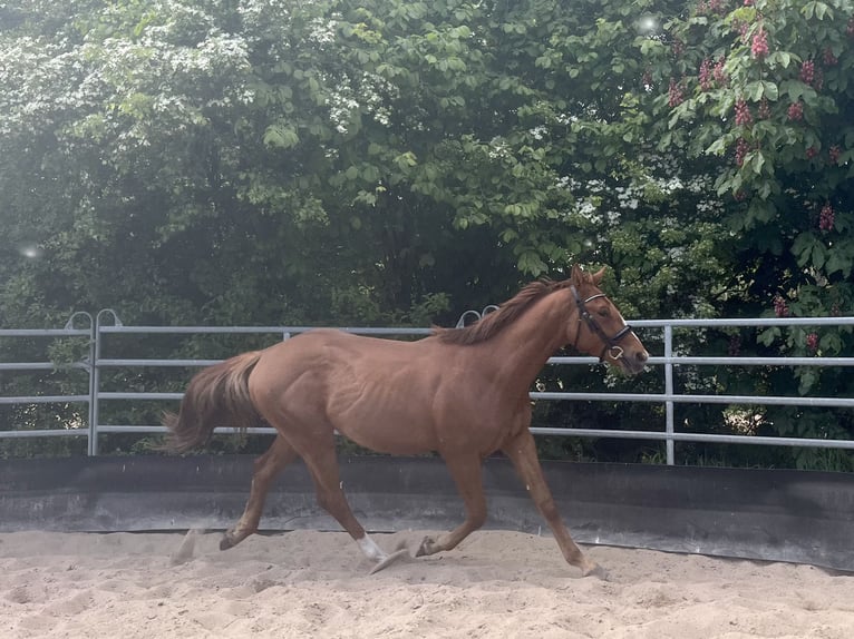 Niemiecki koń sportowy Ogier 2 lat 164 cm Ciemnokasztanowata in Kleinneudorf