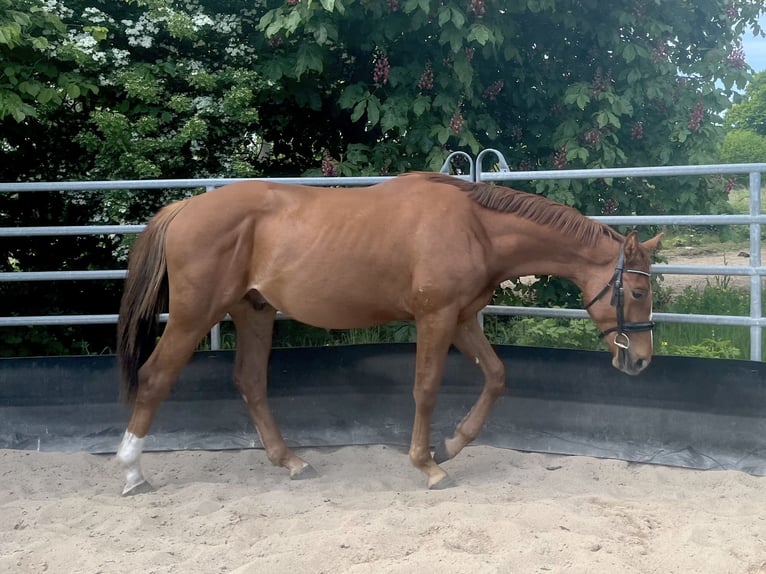 Niemiecki koń sportowy Ogier 2 lat 164 cm Ciemnokasztanowata in Kleinneudorf