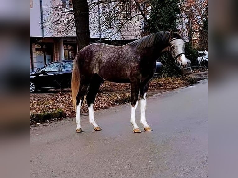 Niemiecki koń sportowy Ogier 2 lat 165 cm Kasztanowata in Bekescsaba