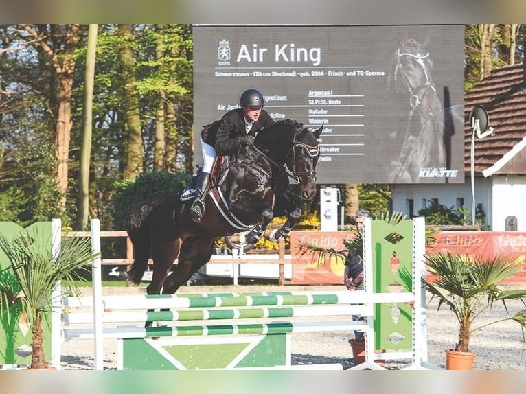 Niemiecki koń sportowy Ogier 2 lat 165 cm Skarogniada in Arneburg