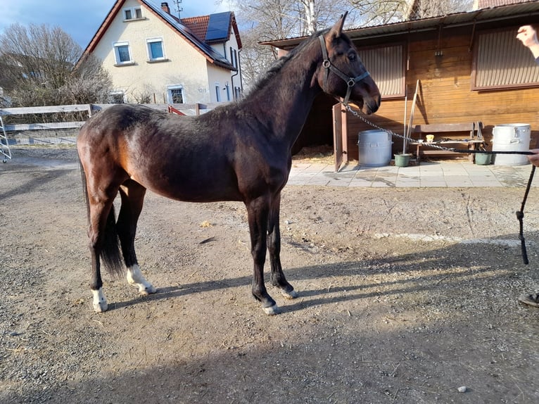 Niemiecki koń sportowy Ogier 2 lat 170 cm Gniada in Ertingen
