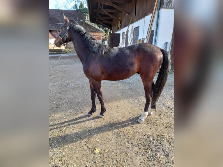 Niemiecki koń sportowy Ogier 2 lat 170 cm Gniada in Ertingen
