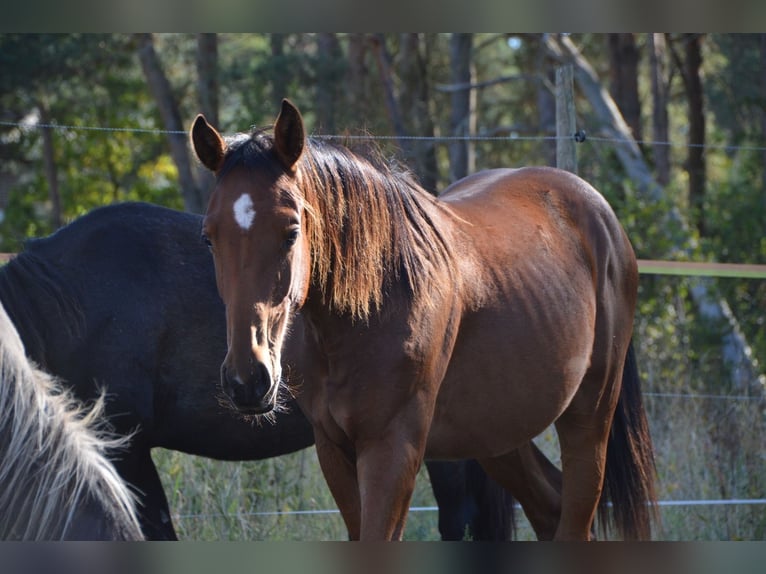 Niemiecki koń sportowy Ogier 2 lat 175 cm Gniada in Arendsee