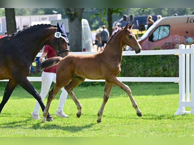 Niemiecki koń sportowy Ogier 2 lat 175 cm Gniada in Arendsee