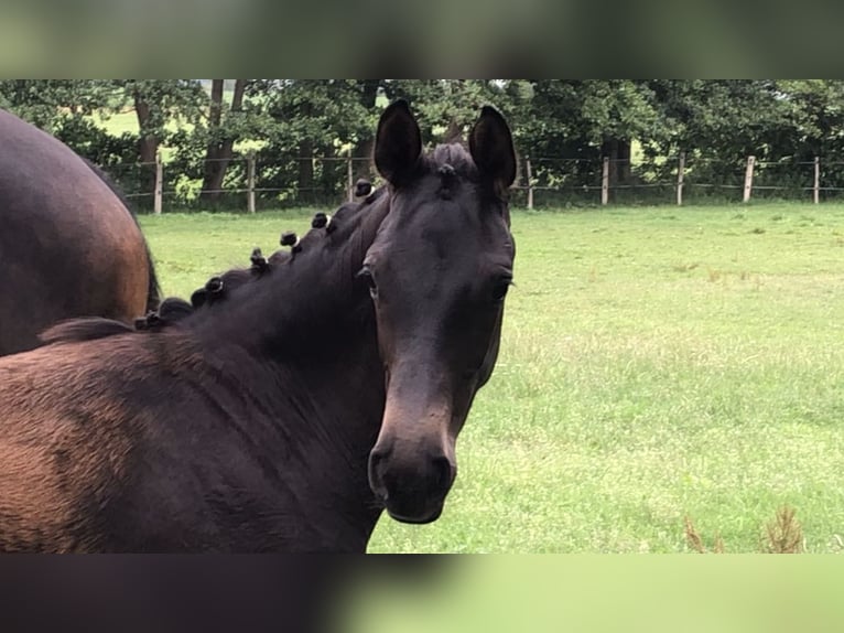 Niemiecki koń sportowy Ogier 2 lat Ciemnogniada in Werbelow