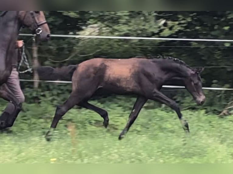 Niemiecki koń sportowy Ogier 2 lat Ciemnogniada in Werbelow