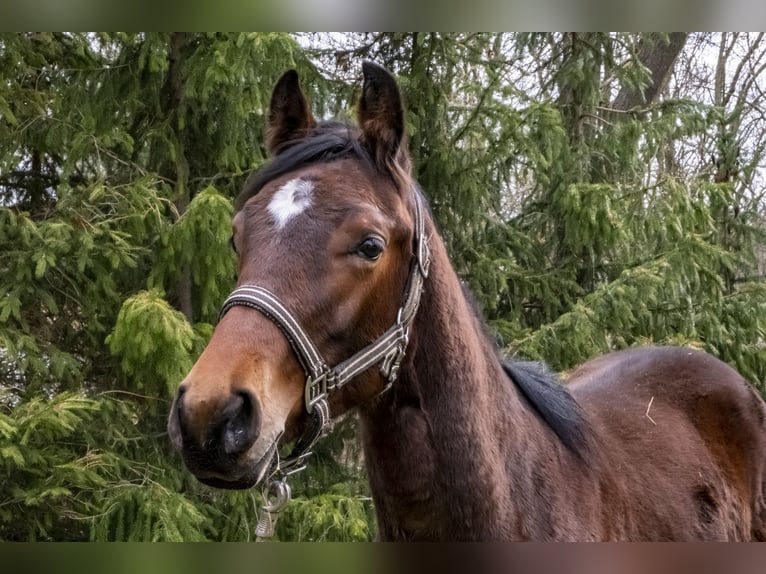 Niemiecki koń sportowy Ogier 2 lat Gniada in Erfurt