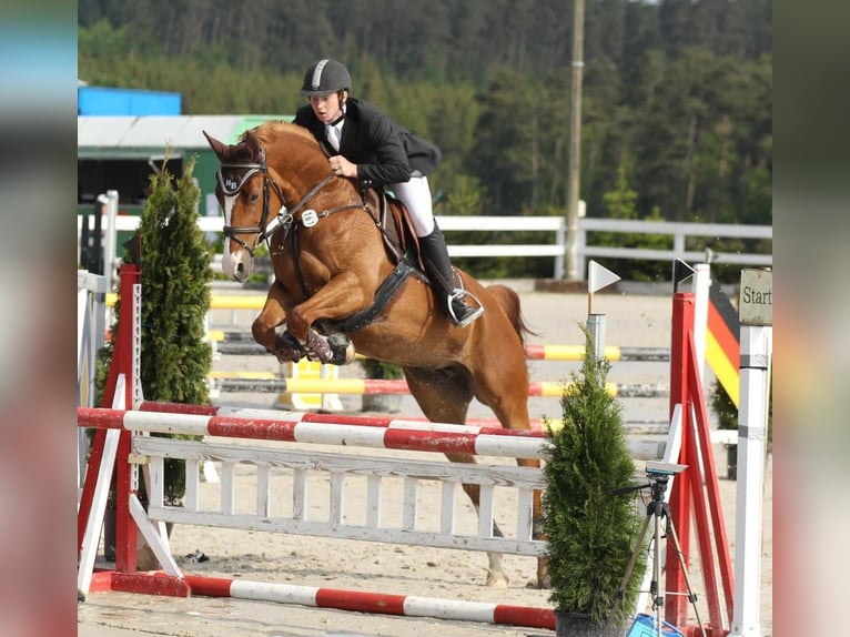 Niemiecki koń sportowy Ogier 2 lat Gniada in Erfurt