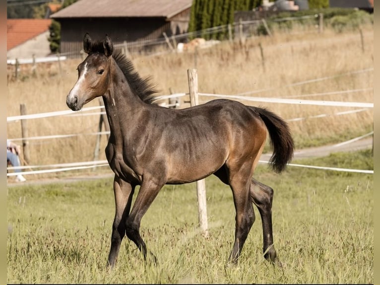 Niemiecki koń sportowy Ogier 2 lat Siwa in Hayingen