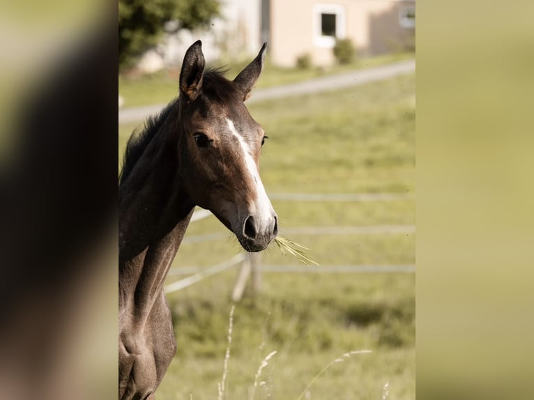 Niemiecki koń sportowy Ogier 2 lat Siwa in Hayingen