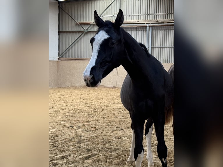 Niemiecki koń sportowy Ogier 2 lat Skarogniada in Burgthann