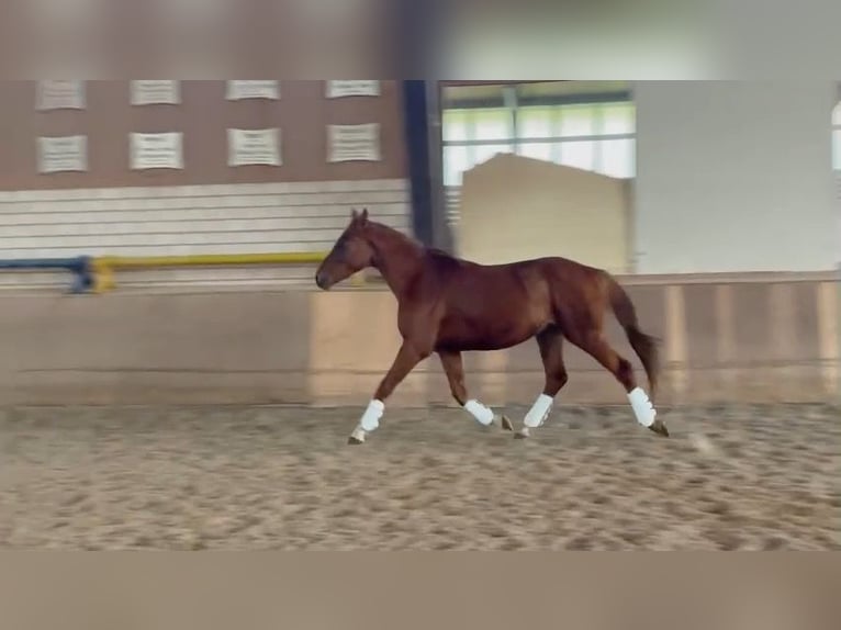 Niemiecki koń sportowy Ogier 3 lat 160 cm Kasztanowata in Heinersreuth