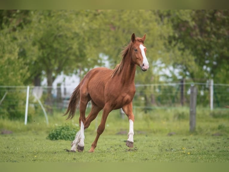 Niemiecki koń sportowy Ogier 3 lat 162 cm Kasztanowata in Nauen