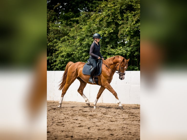 Niemiecki koń sportowy Ogier 3 lat 164 cm Kasztanowata in Radeburg