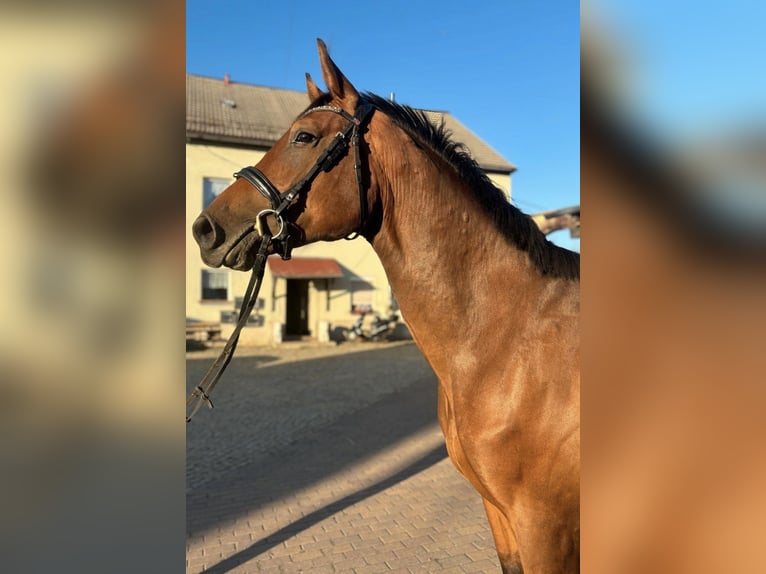 Niemiecki koń sportowy Ogier 3 lat 166 cm Gniada in Hainichen