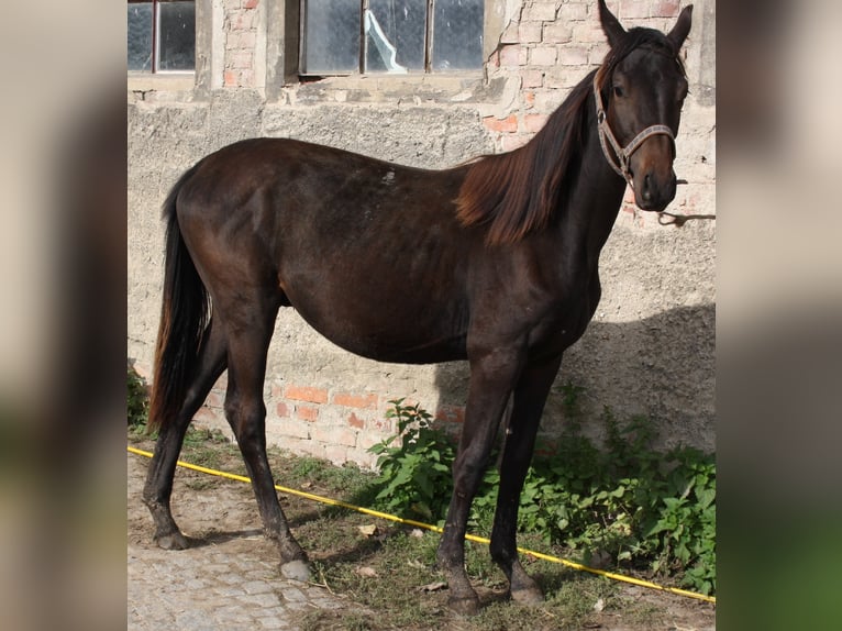 Niemiecki koń sportowy Ogier 3 lat 167 cm Gniada in Hochkirch