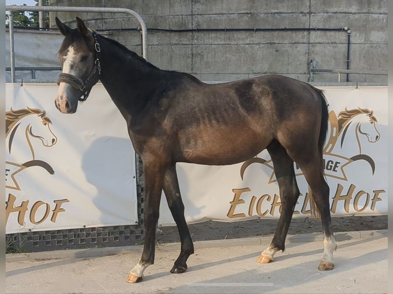 Niemiecki koń sportowy Ogier 3 lat 167 cm Siwa in Bad König