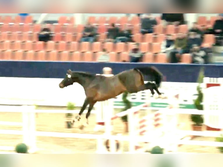 Niemiecki koń sportowy Ogier 3 lat 168 cm Gniada in Schollene