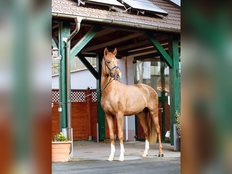 Niemiecki koń sportowy Ogier 3 lat 169 cm Kasztanowata in Priestewitz