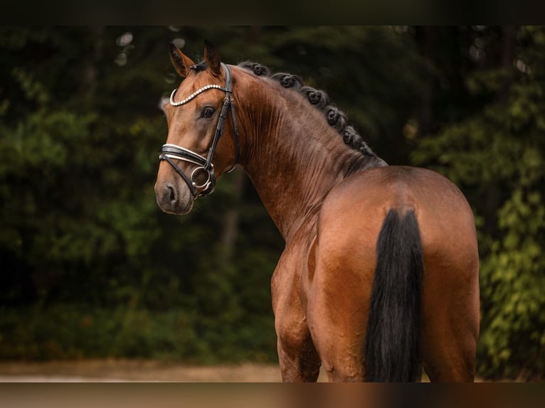 Niemiecki koń sportowy Ogier 3 lat 170 cm Ciemnogniada in Wehringen