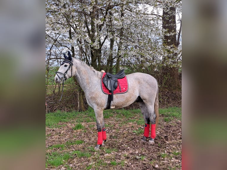 Niemiecki koń sportowy Ogier 3 lat 170 cm Siwa in Flöha